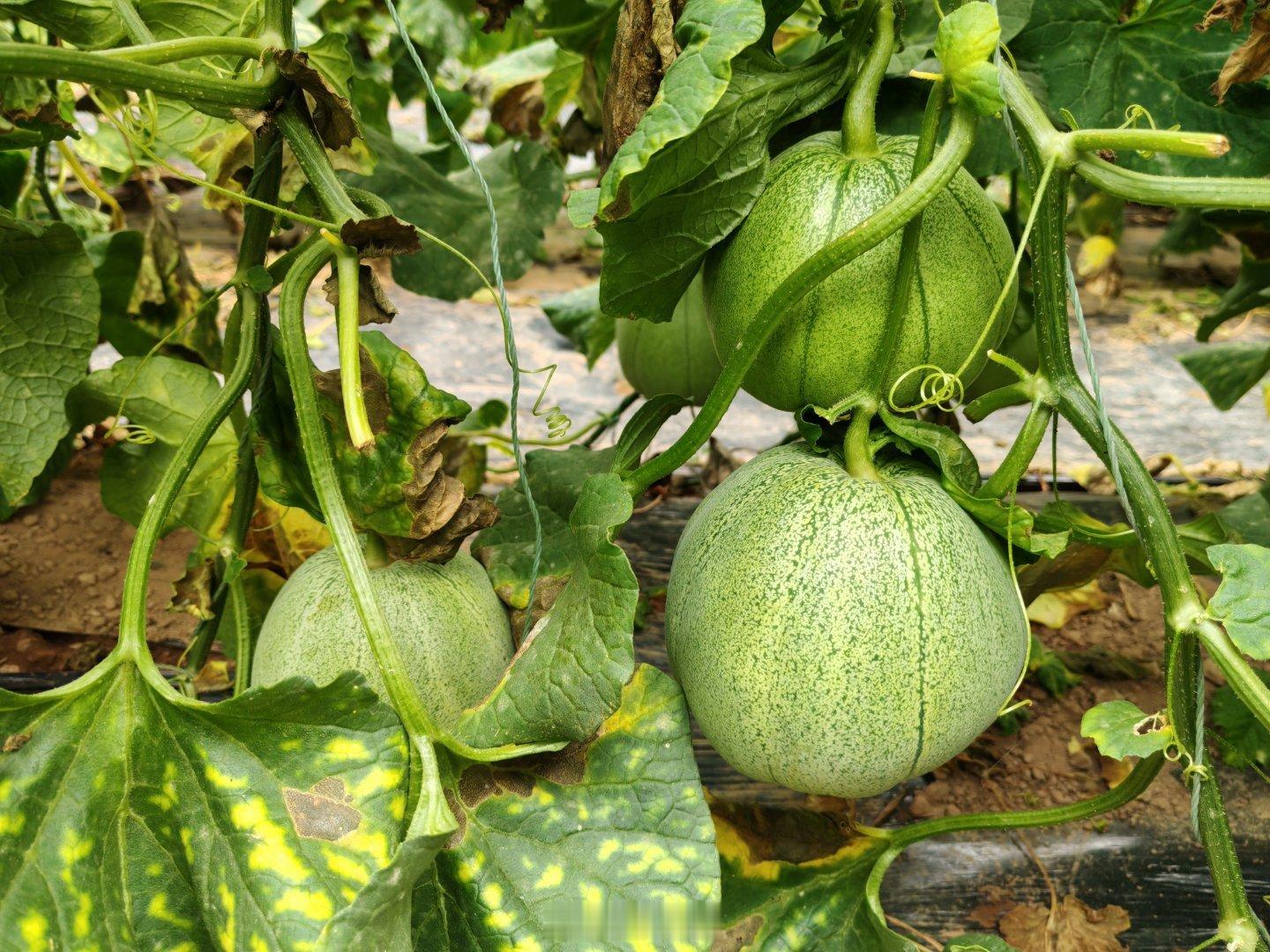 转发抽奖，山西农户自种绿博特甜瓜上新✨水果自然成熟，不靠药剂催熟增甜，清甜是瓜果