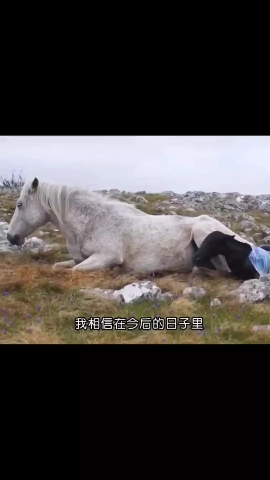 我的观影报告 内容启发搜索 神奇动物在 野生动物零距离