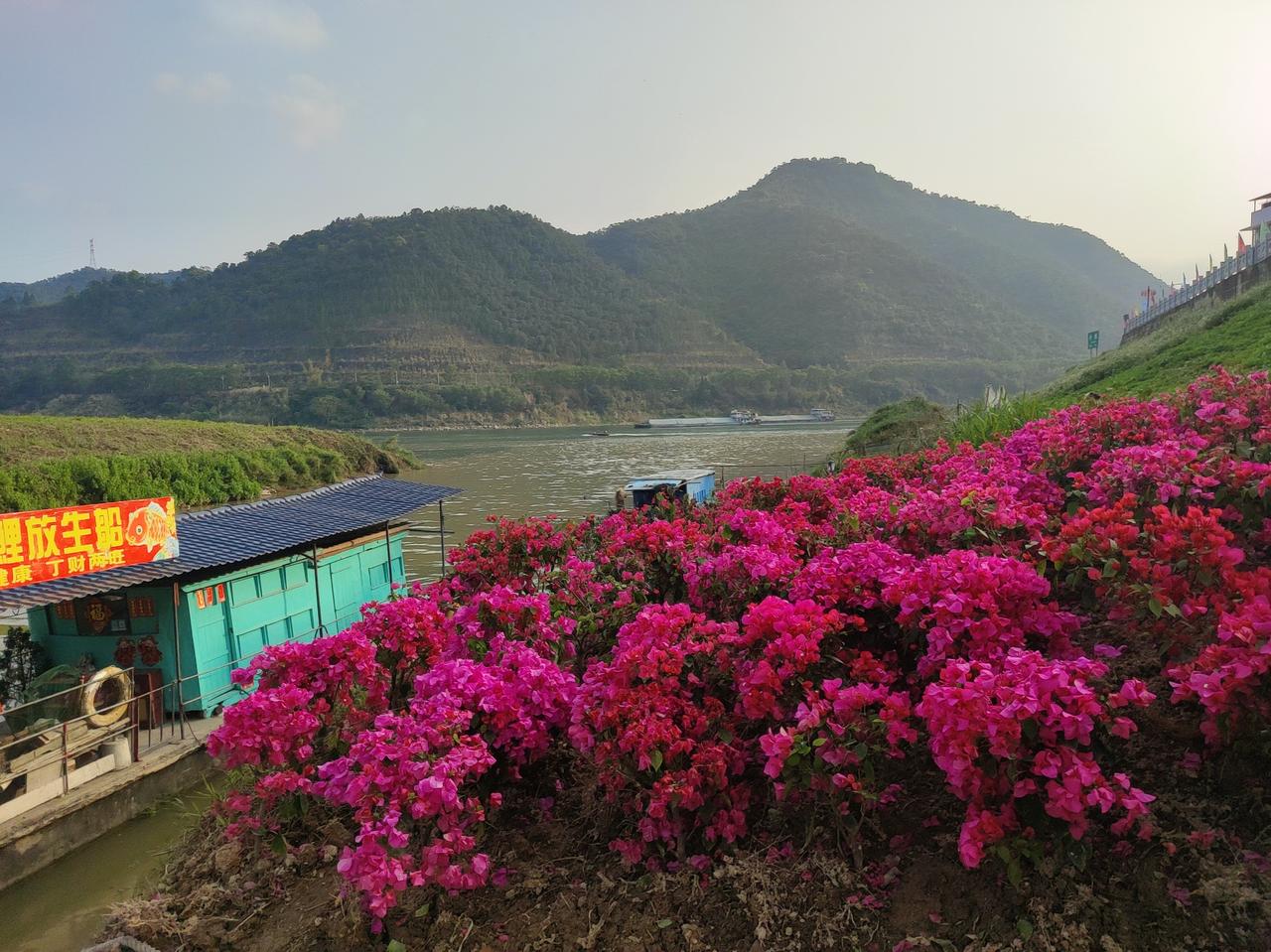 山间小船，花海映衬，静享自然之美。