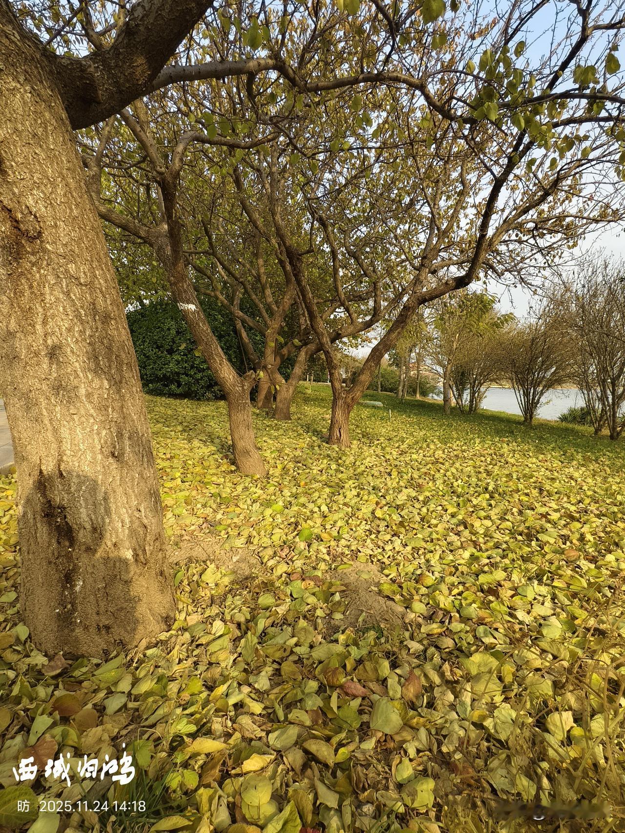 可以分享一张秋景树叶的照片吗落叶归根：飘落后的繁华