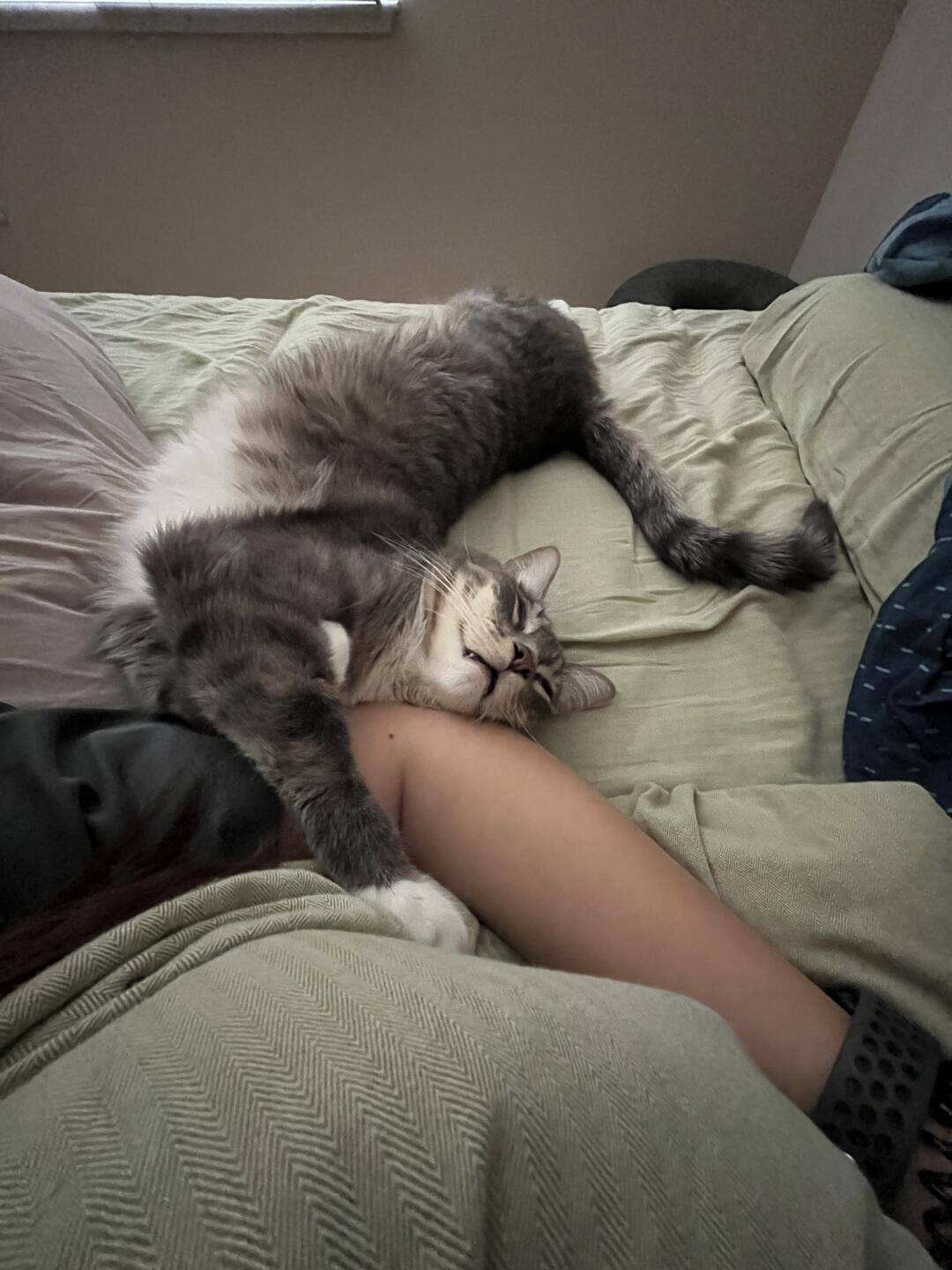 我的小猫喜欢贴着我睡午觉