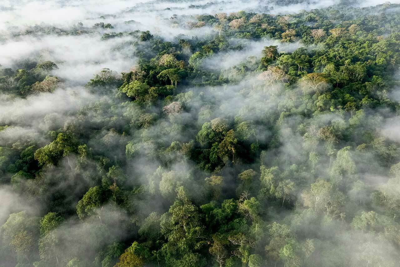 亚马逊雨林近60%的区域至今仍未被探索，面对一片如此广袤的森林，即便是当今的技术