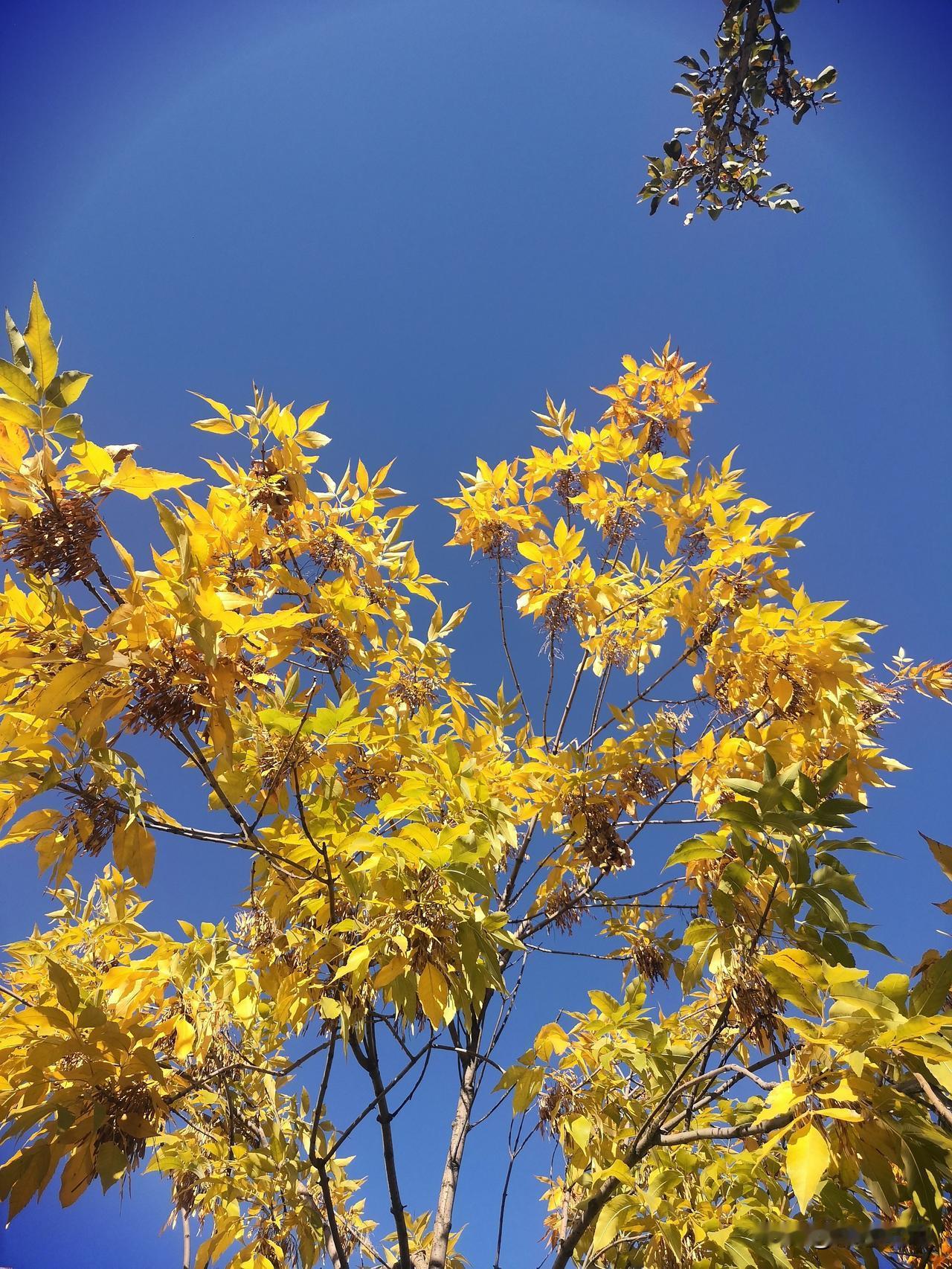 《落叶吟》

一月离去一月到

四季轮回很奇妙

落叶归根随风去

枝叶分离各自