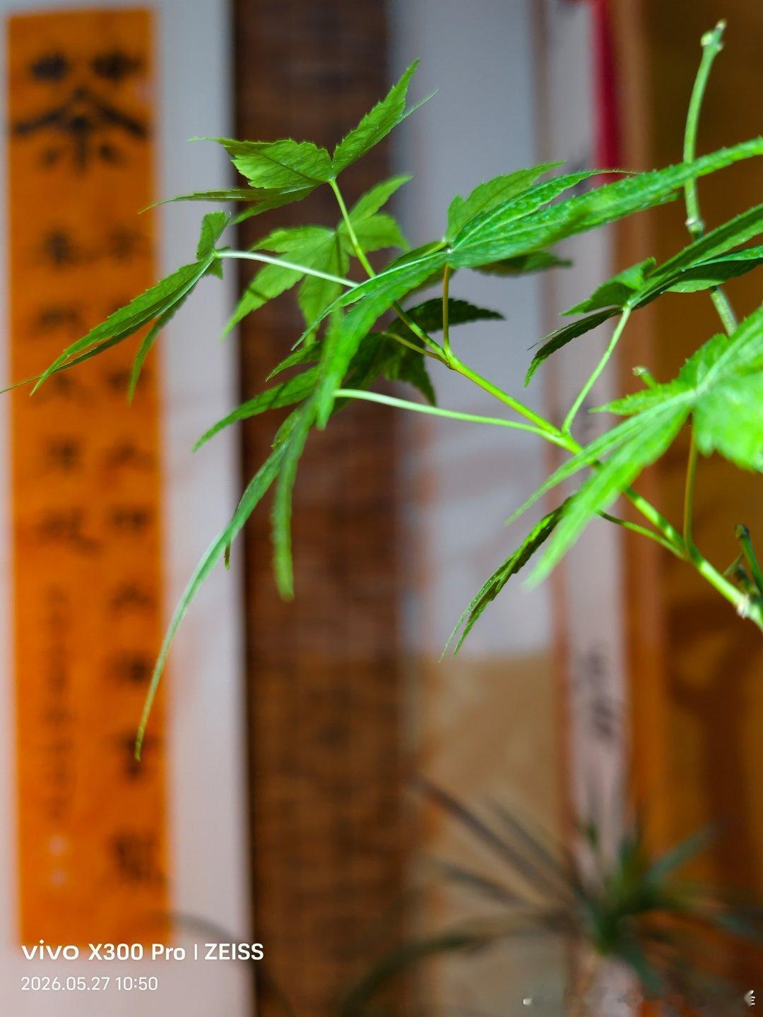 夏天最舒服的时刻，不是空调开到最低，是茶入口那一下，心忽然安静了。 
