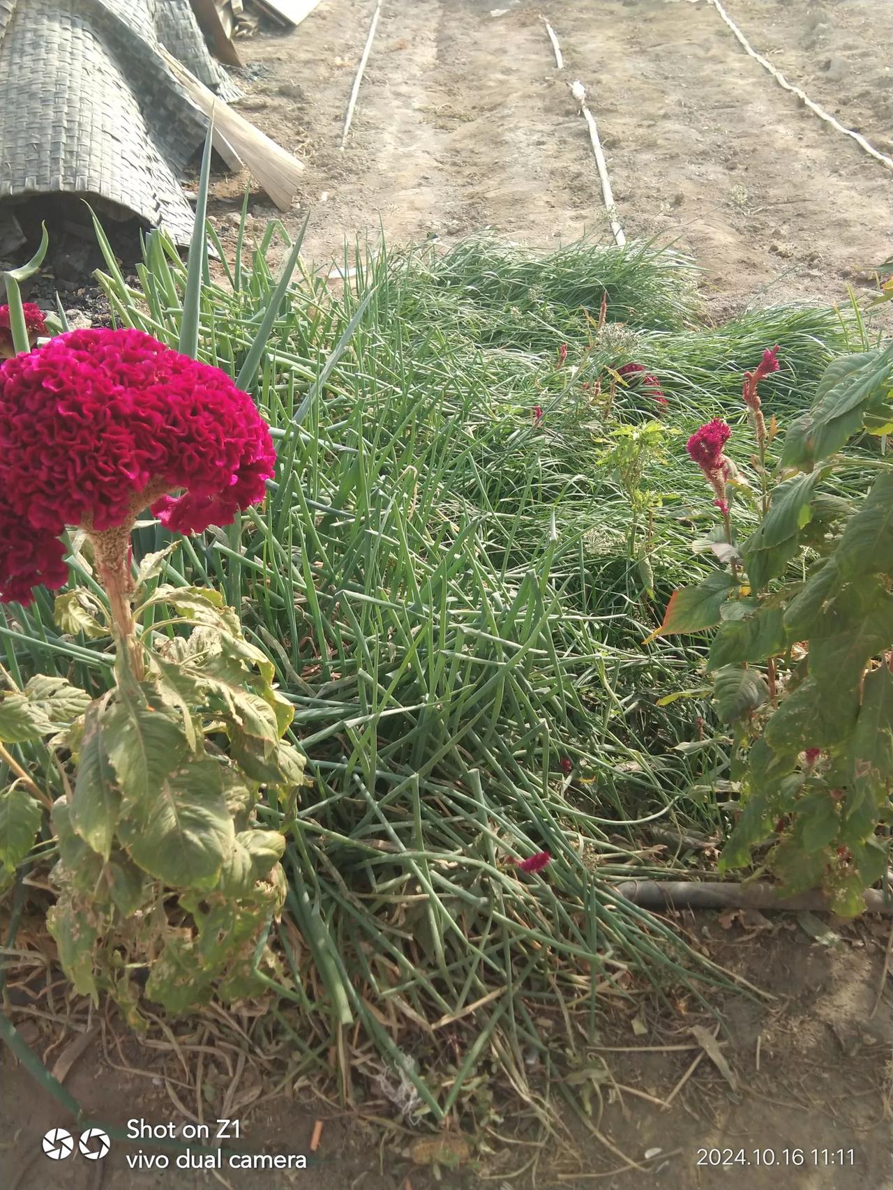 #晒晒你家的菜园#
地处西北，天气渐寒。菜园里的菜都该采收了。冬天吃菜，只能到市