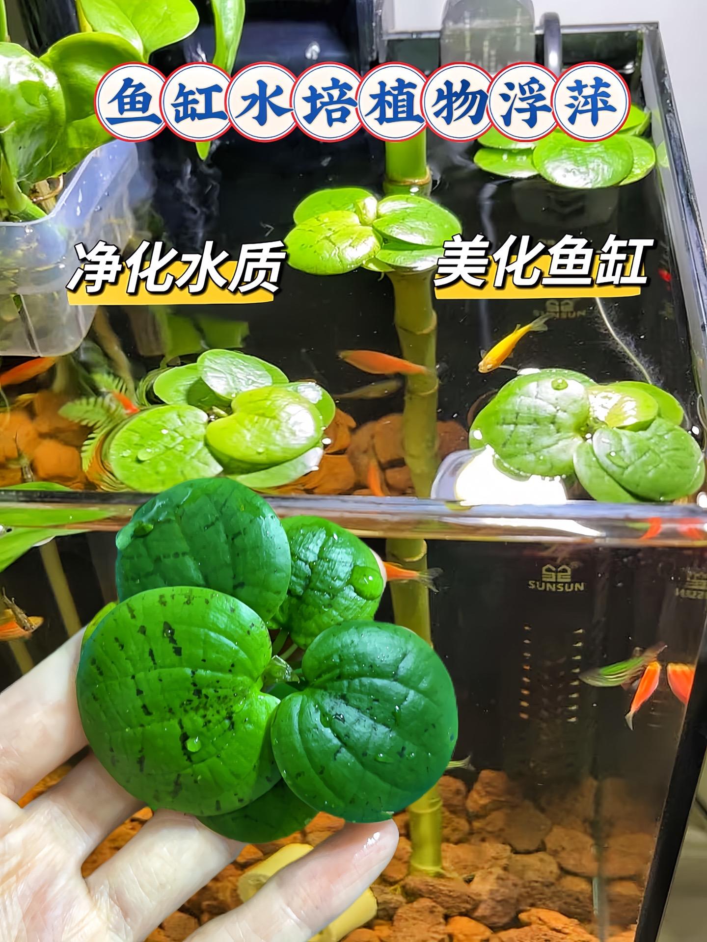 鱼缸有了它水质更清澈透亮啦