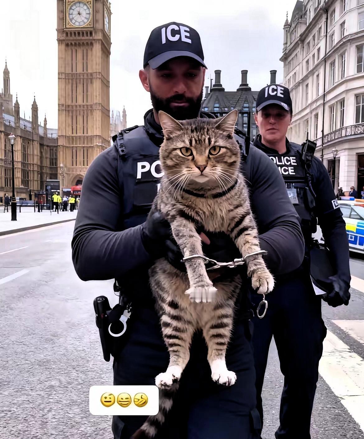 近日，一则“中国狸花猫在英国被拷手铐”的新闻引发热议。
 
谁能想到！咱国内蹲在