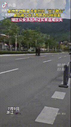 浙江湖州持续高温，龙之梦乐园里的一头大象难耐炎热，自行溜达到园区外乘凉去了。工作