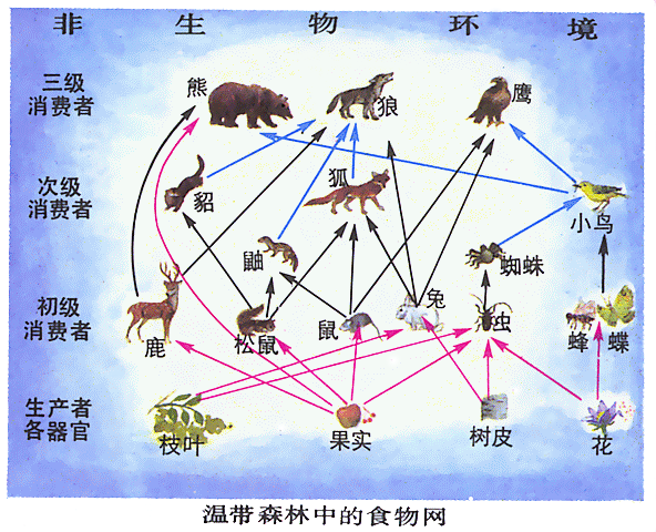 流浪猫狗没人投喂会饿死吗?会的，因为它们的实物链已经被各种食物杀害，现在流浪猫多