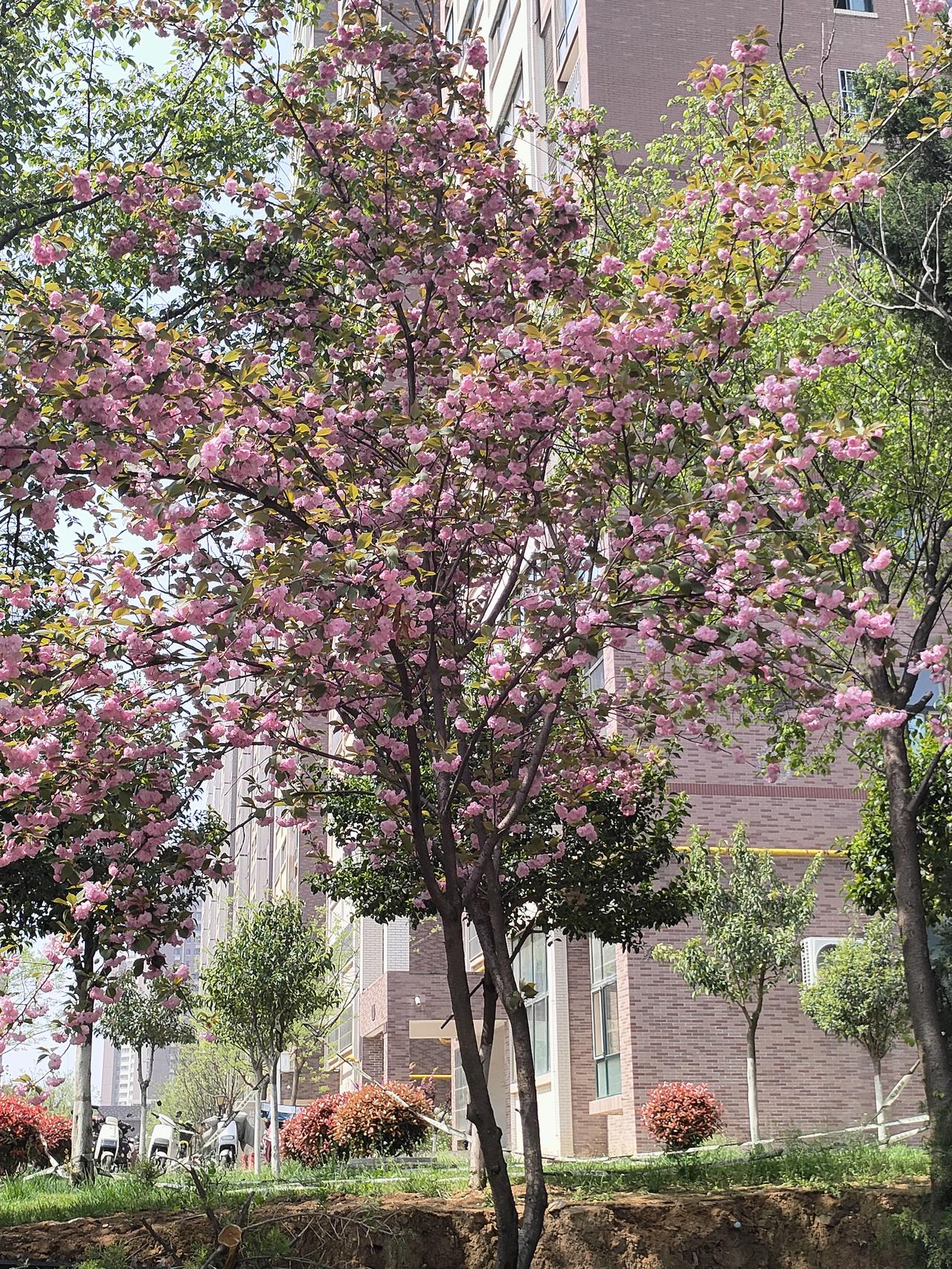 作为一名50后，走过了大半辈子的风风雨雨，今年春天，没有什么宏大的愿望，只想要实