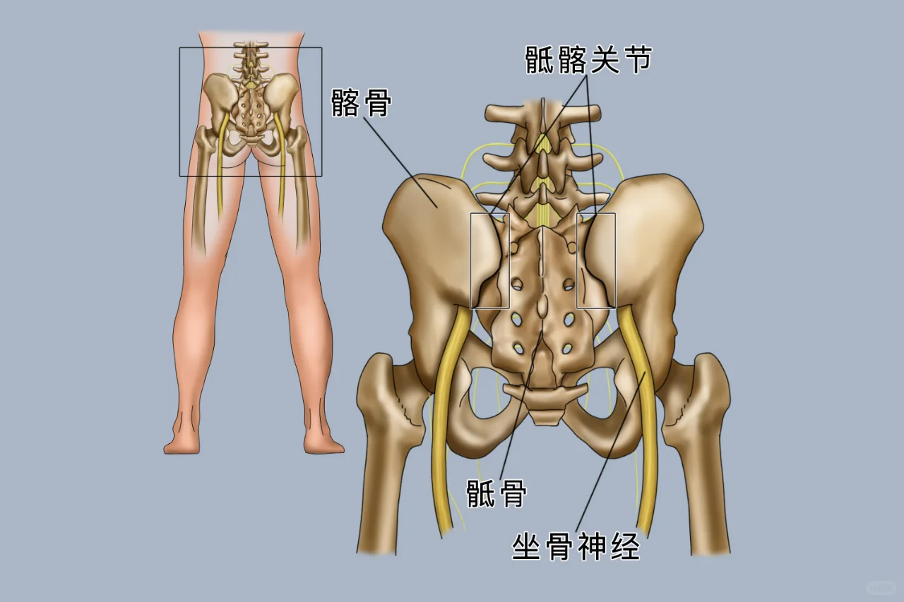 骶髂关节位置图片
