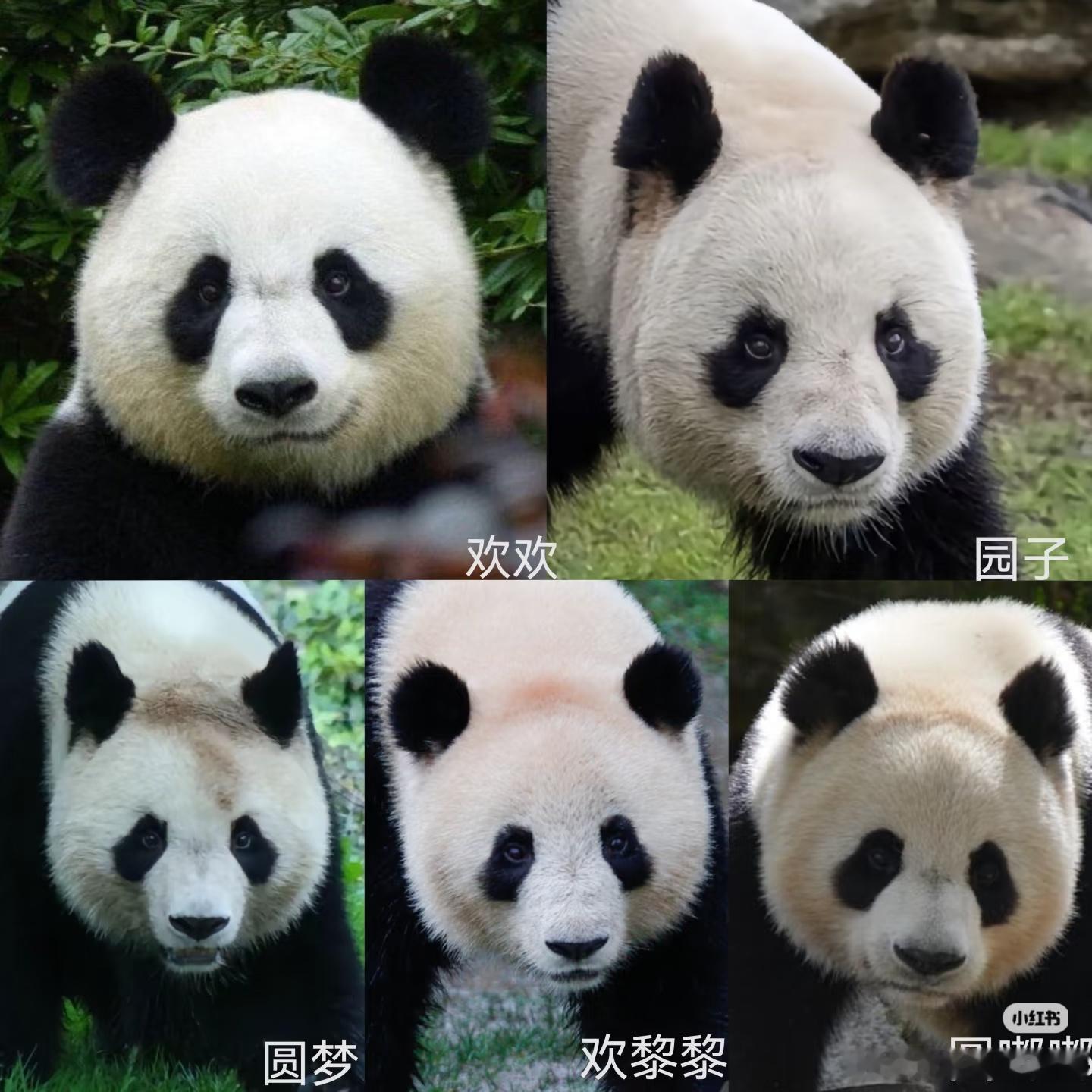 网友偶遇马克龙在成都公园晨跑大熊猫欢欢和园子回国后，又来挑新的熊猫了。 