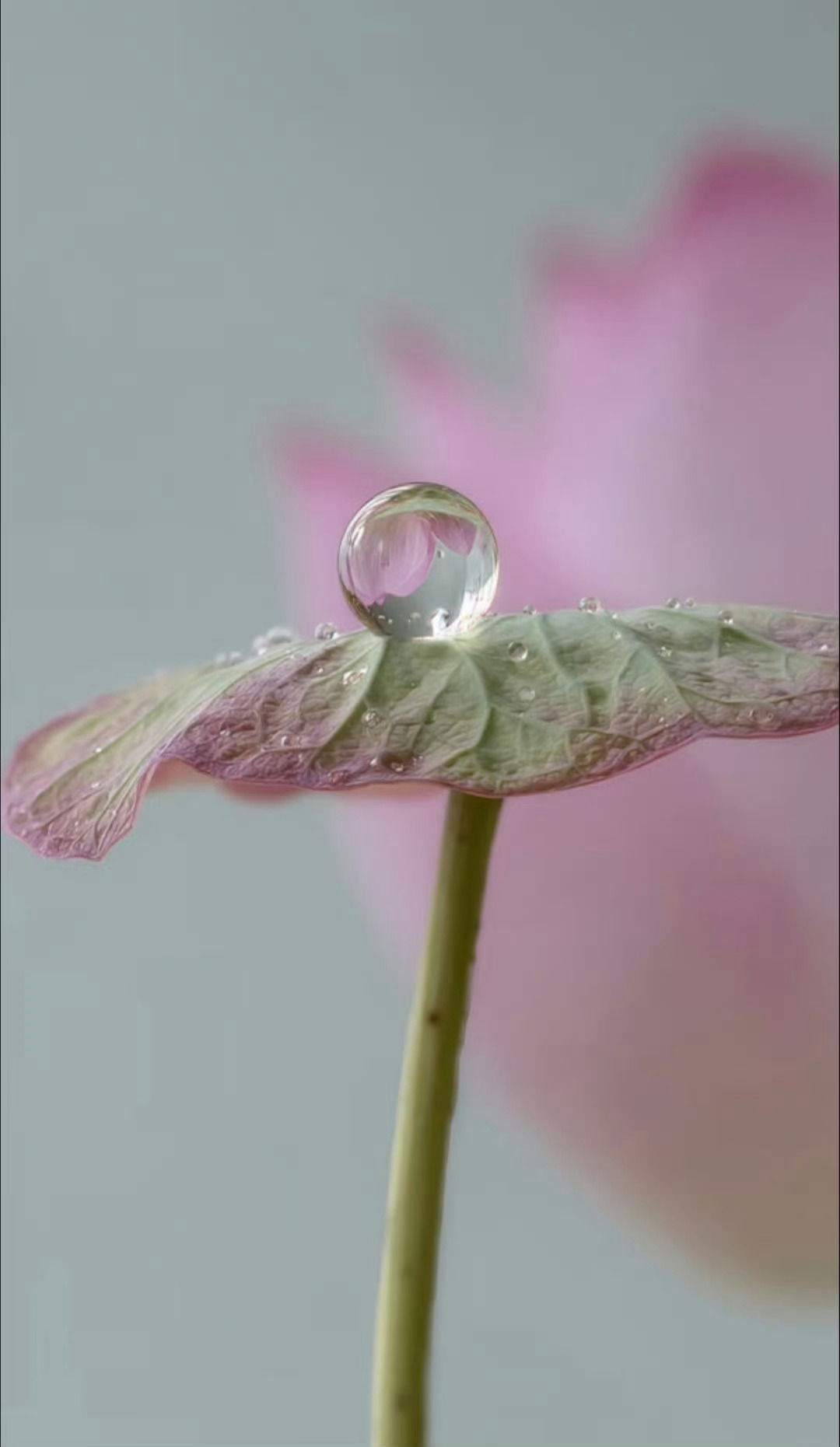 飞花令：书 