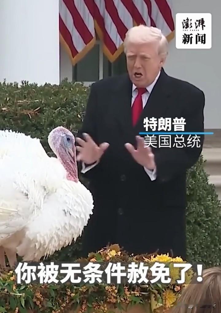 2025年11月25日，白宫上演了超有喜感的一幕。特朗普在“赦免”感恩节幸运火鸡