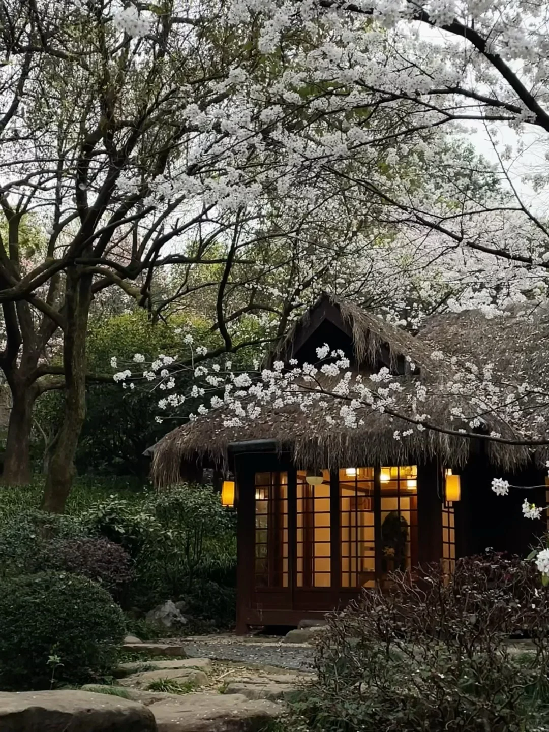 杭州春天的18张live。。附赏花🌼线路