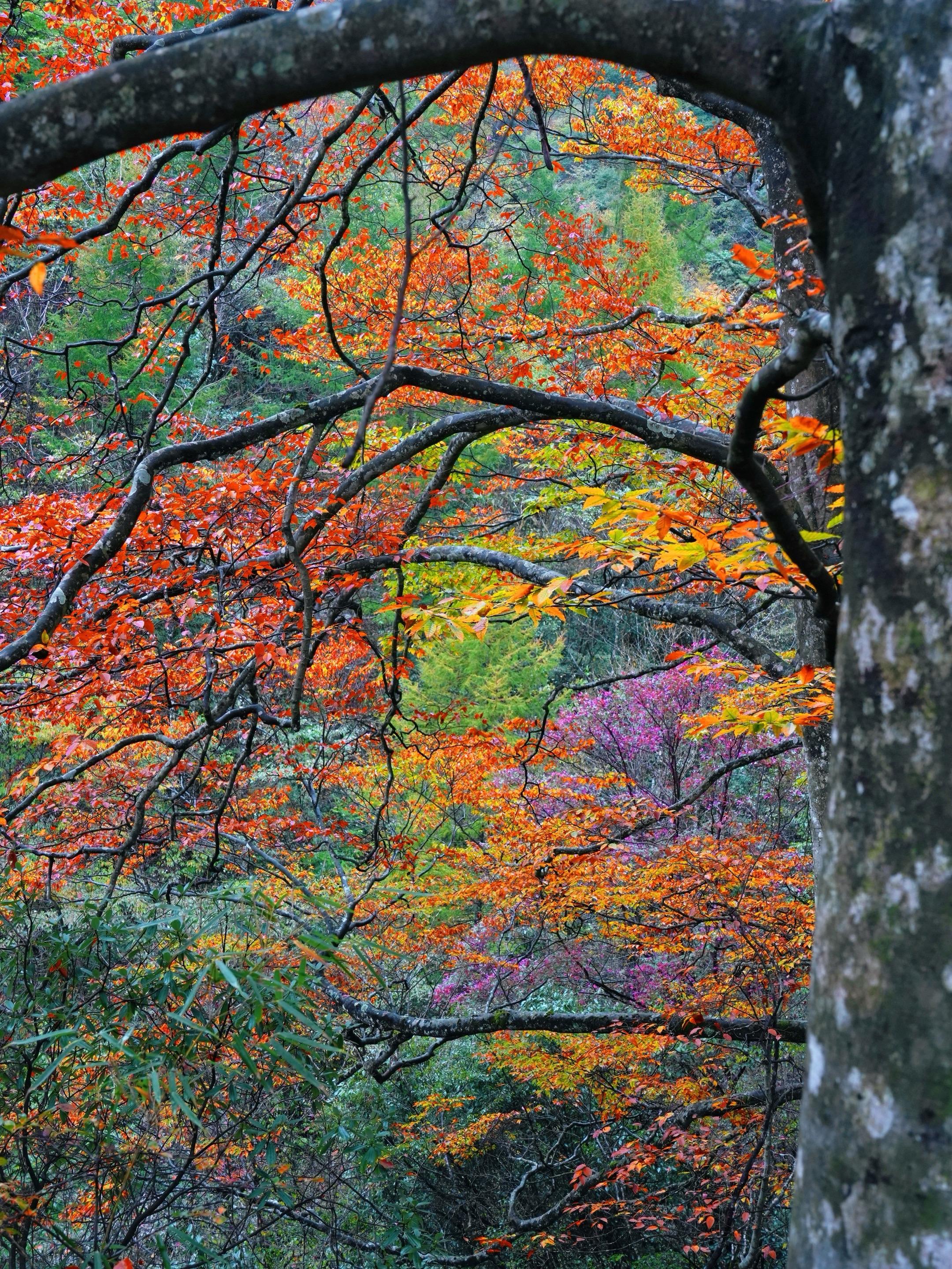 不是京都！在四川！被这里的秋景美哭了😭。拍摄时间：2025.10.2...