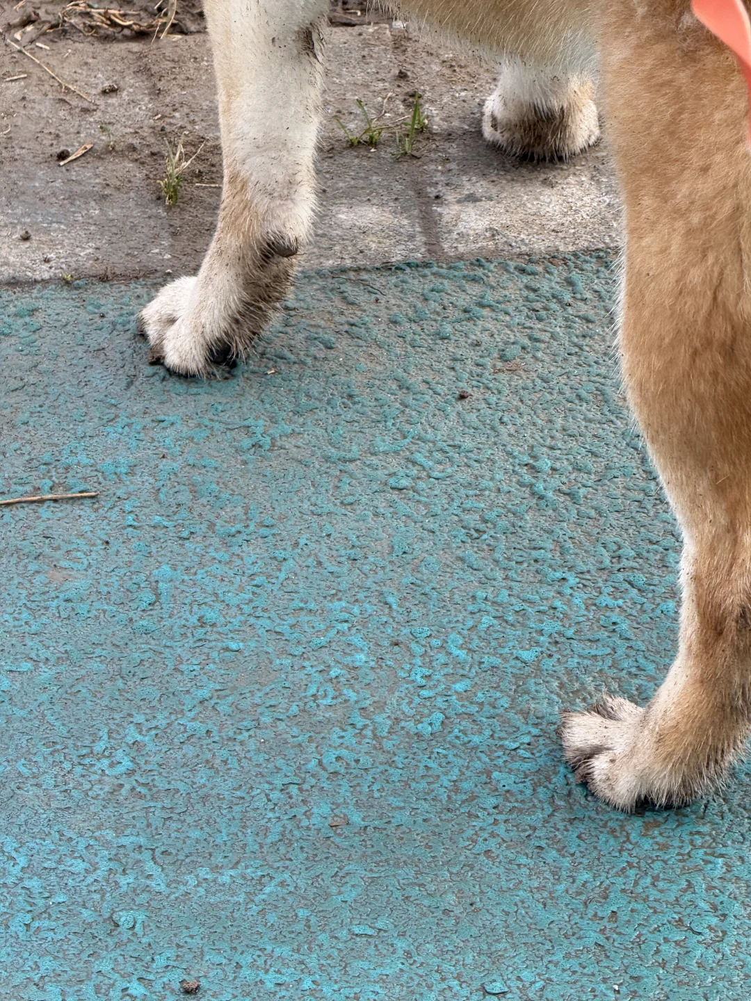 小狗开心就行，泥巴算什么