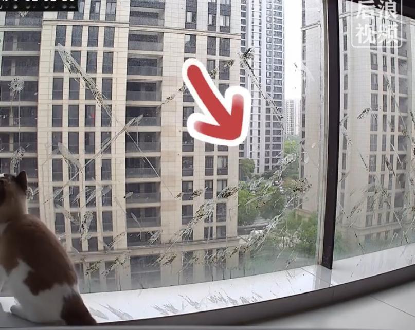 鸟不会平白无故地骚扰你！鸟也会记仇，你忘了，鸟却还记着呢！
前不久，浙江的吴女士