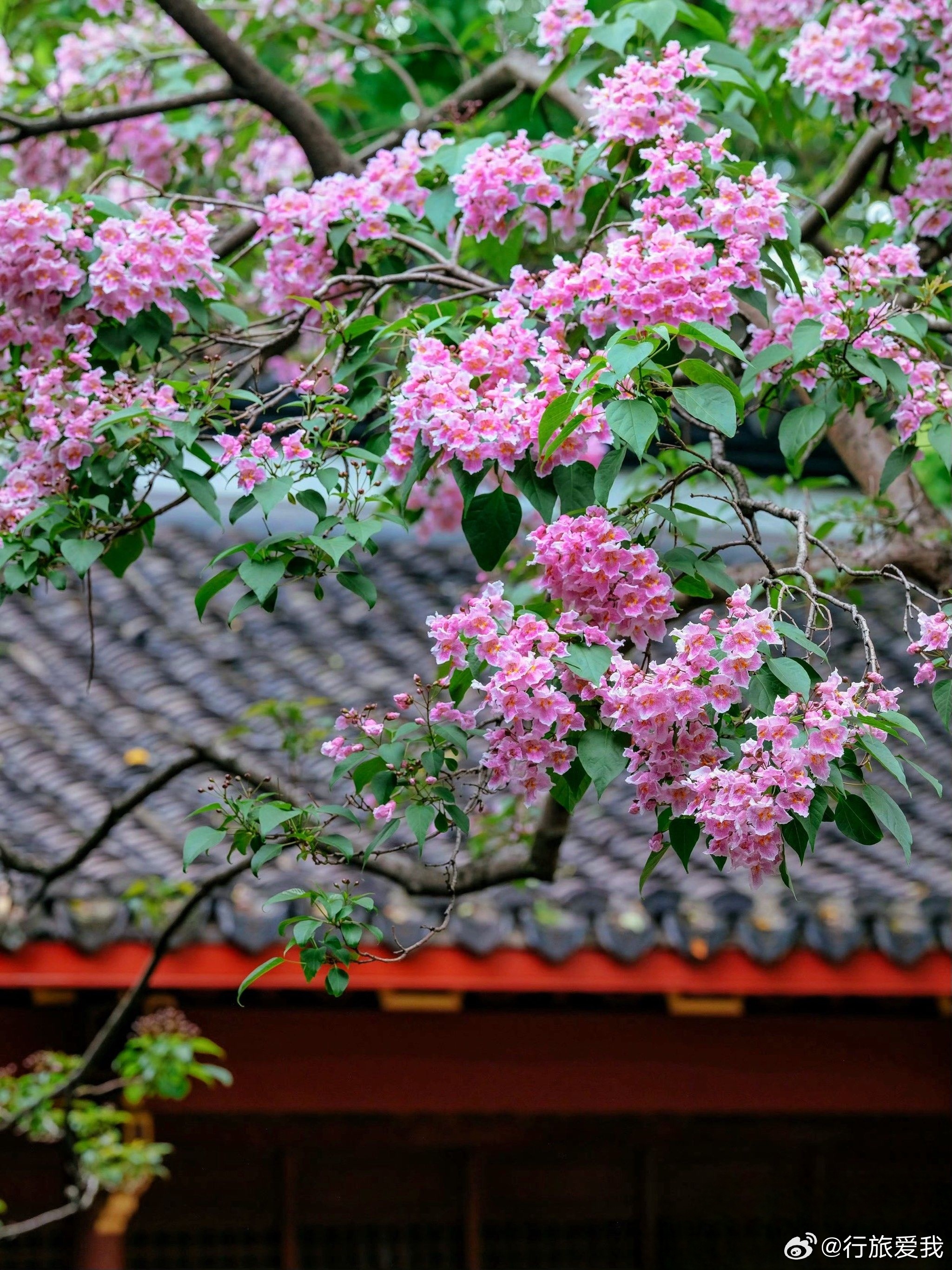吴山530岁古楸树，花开如云霞🌸         暮春的杭州，最雅的踏青不在人
