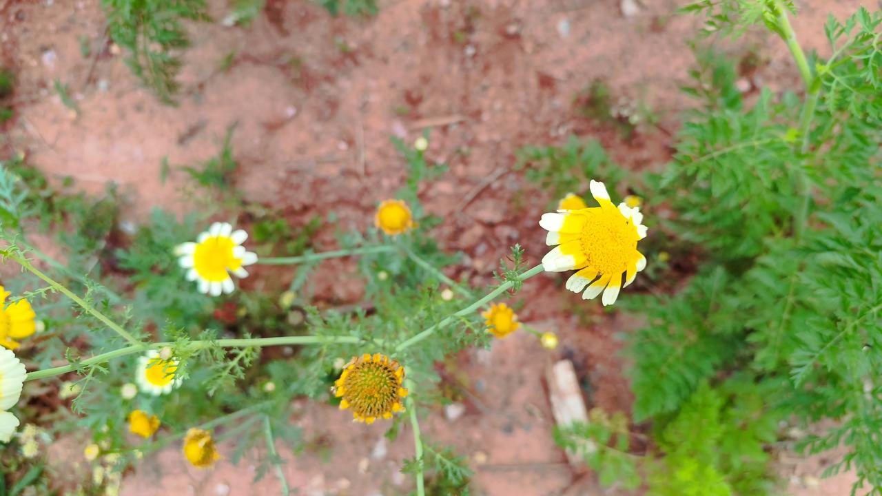 晒图笔记大赛这是桐蒿菜开的花！觉得他不比其他的观赏花颜值低！所以不要小看了你身边