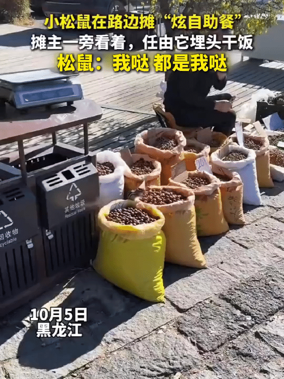 “这不就是现实版三只松鼠！”黑龙江，一大爷在路边摆摊卖干果，一只小松鼠直接跑到摊