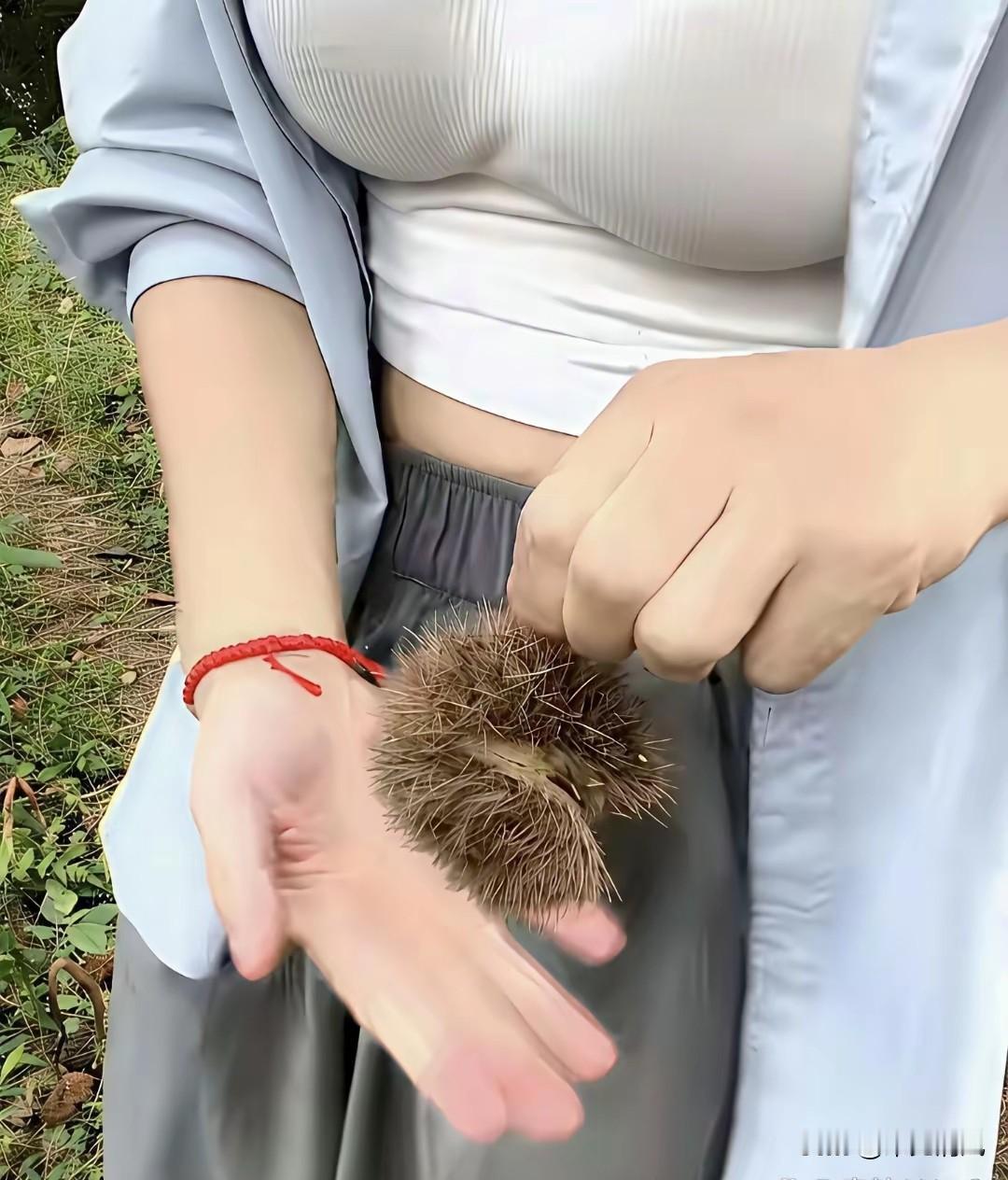 考考大家，
美女手里捧着这个浑身是刺的东西，到底是什么？
 
远远看着像个小刺猬