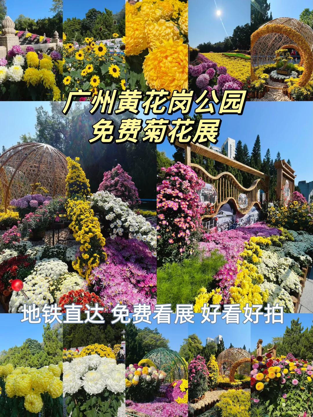 广州免费花展｜地铁直达的菊展｜12.8live实况