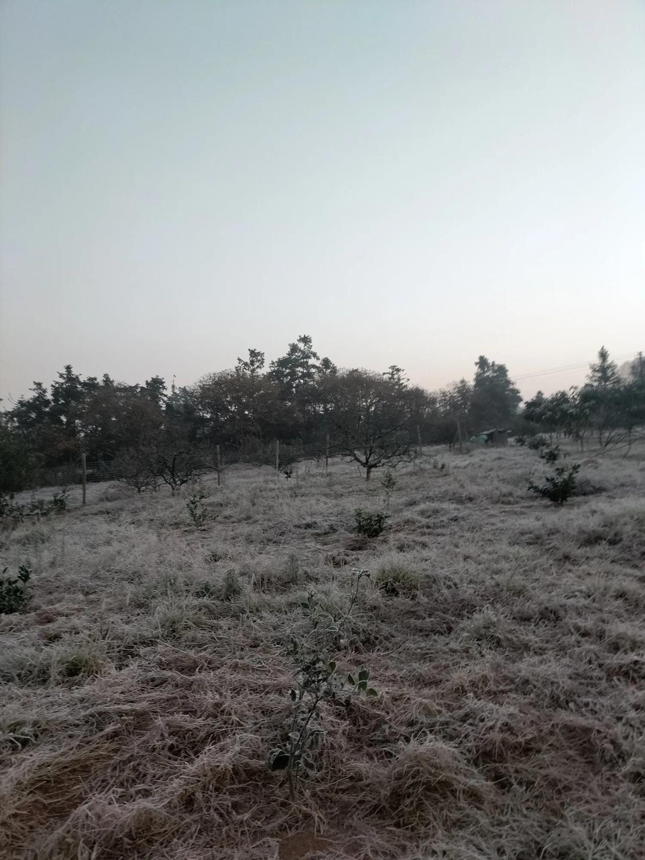 果园里白茫茫的一大片霜，让我想起了一首古诗：卧槽好大的霜啊！是的，这就是我住的果