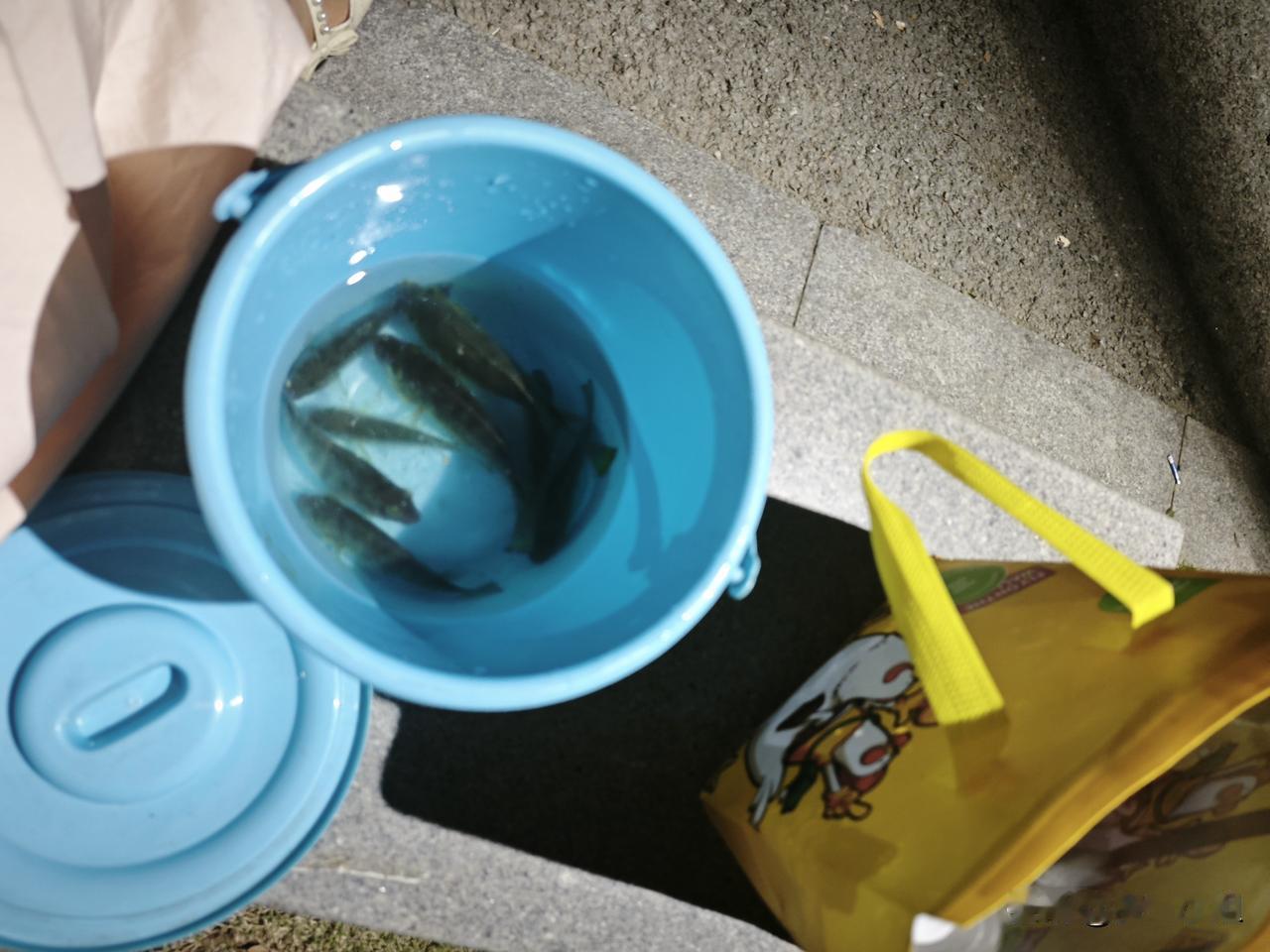 我们每次钓小罗非鱼回来都是油煎着很好吃，儿子昨天吃了6条小鱼，我也没吃，油炸的太