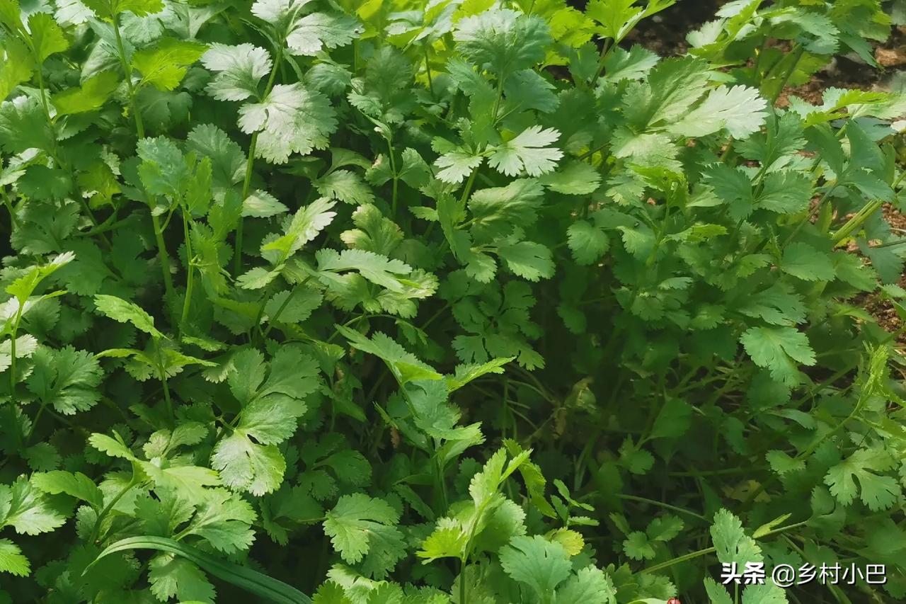 天一热，楼顶上的菜飞速生长。还没几天槽里的菜，已经长爆了槽子，天天摘都来不及。看