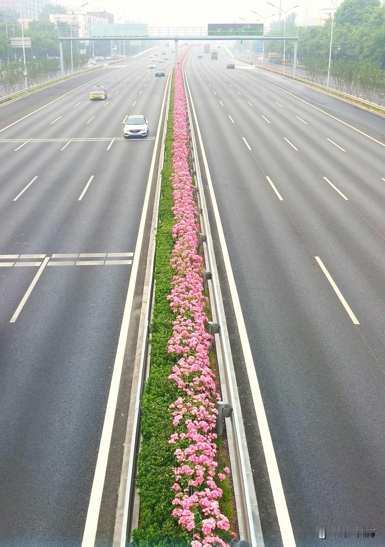 北京四环路隔离带里的粉红月季花
