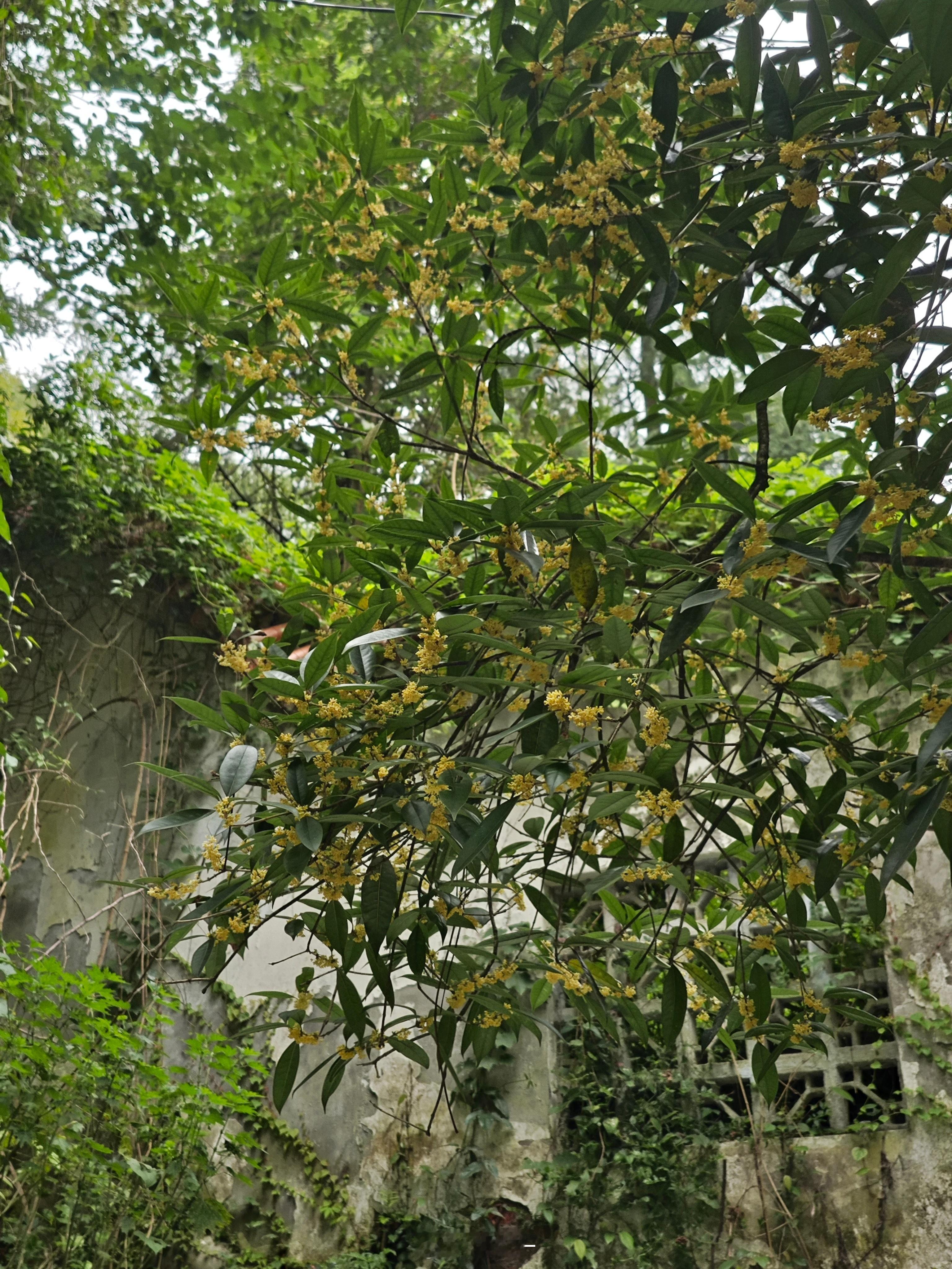 一棵开繁了的桂花树。 ​​​