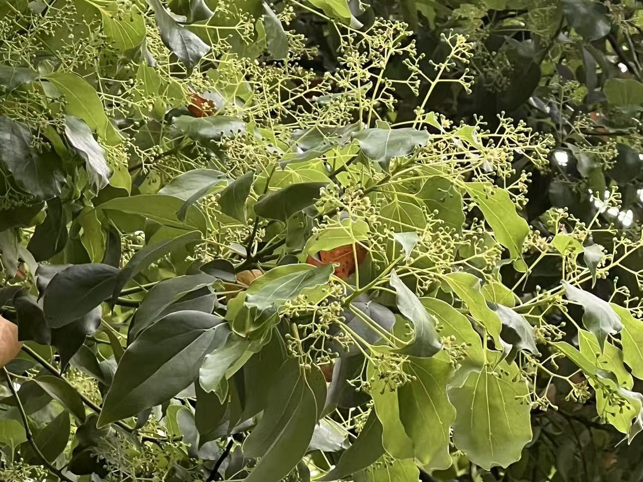 香椿、野笋、雨前茶……谷雨至，抓紧时间品尝暮春的滋味