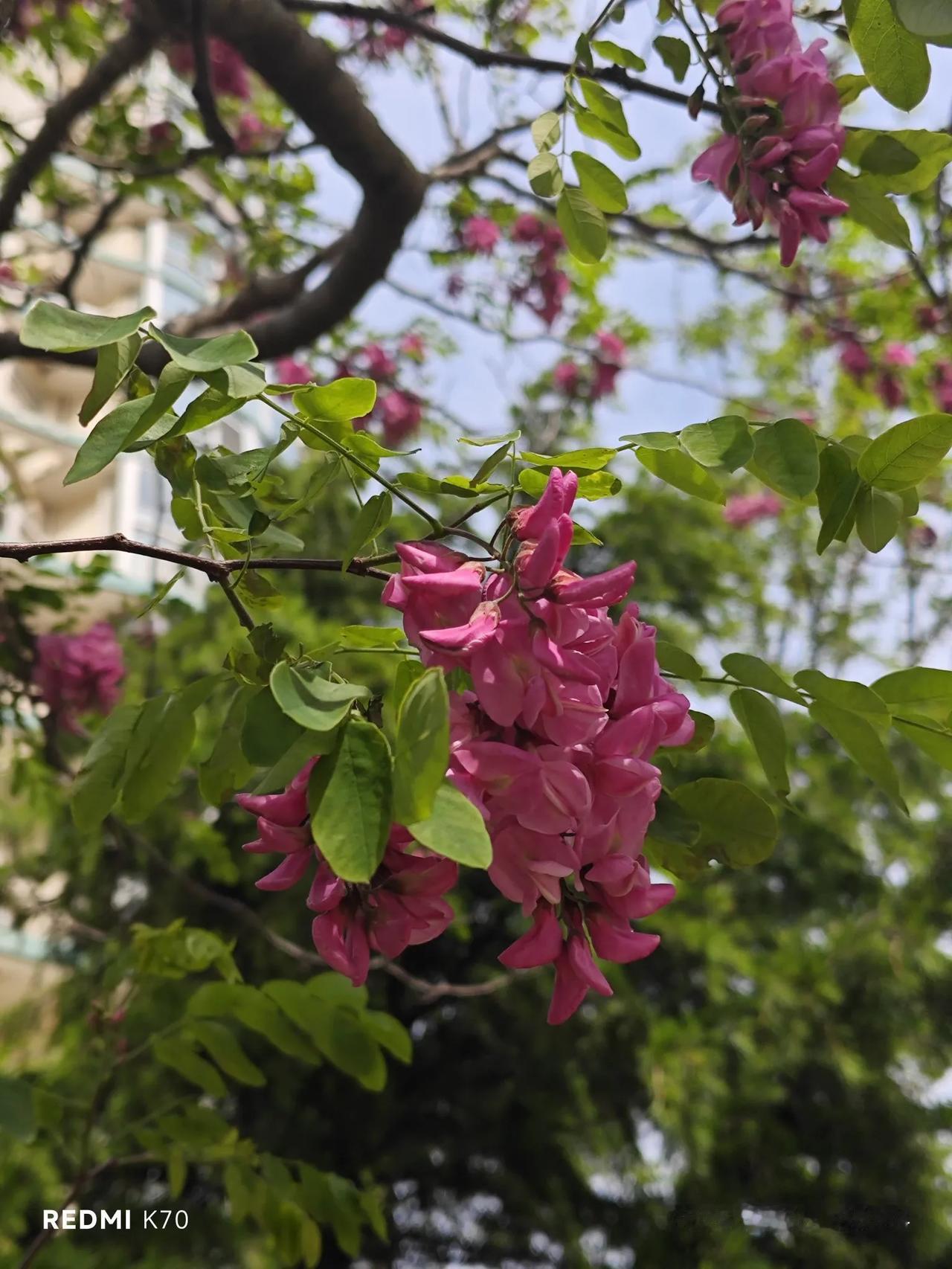 红槐花