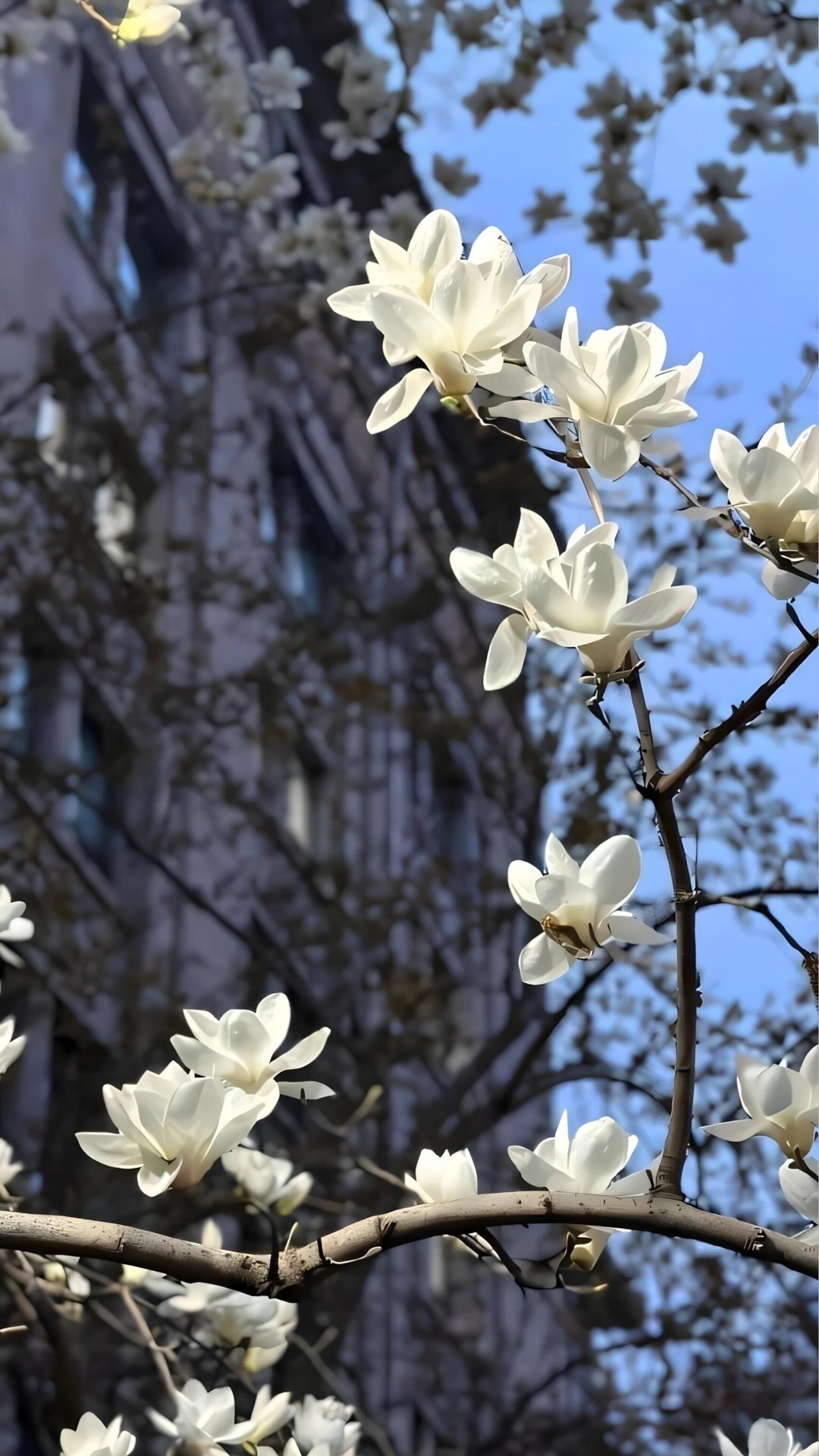 𝙎𝙝𝙖𝙧𝙚｜韩系ins风壁纸｜ins小众壁纸 ｜每日更新壁纸 ｜ins