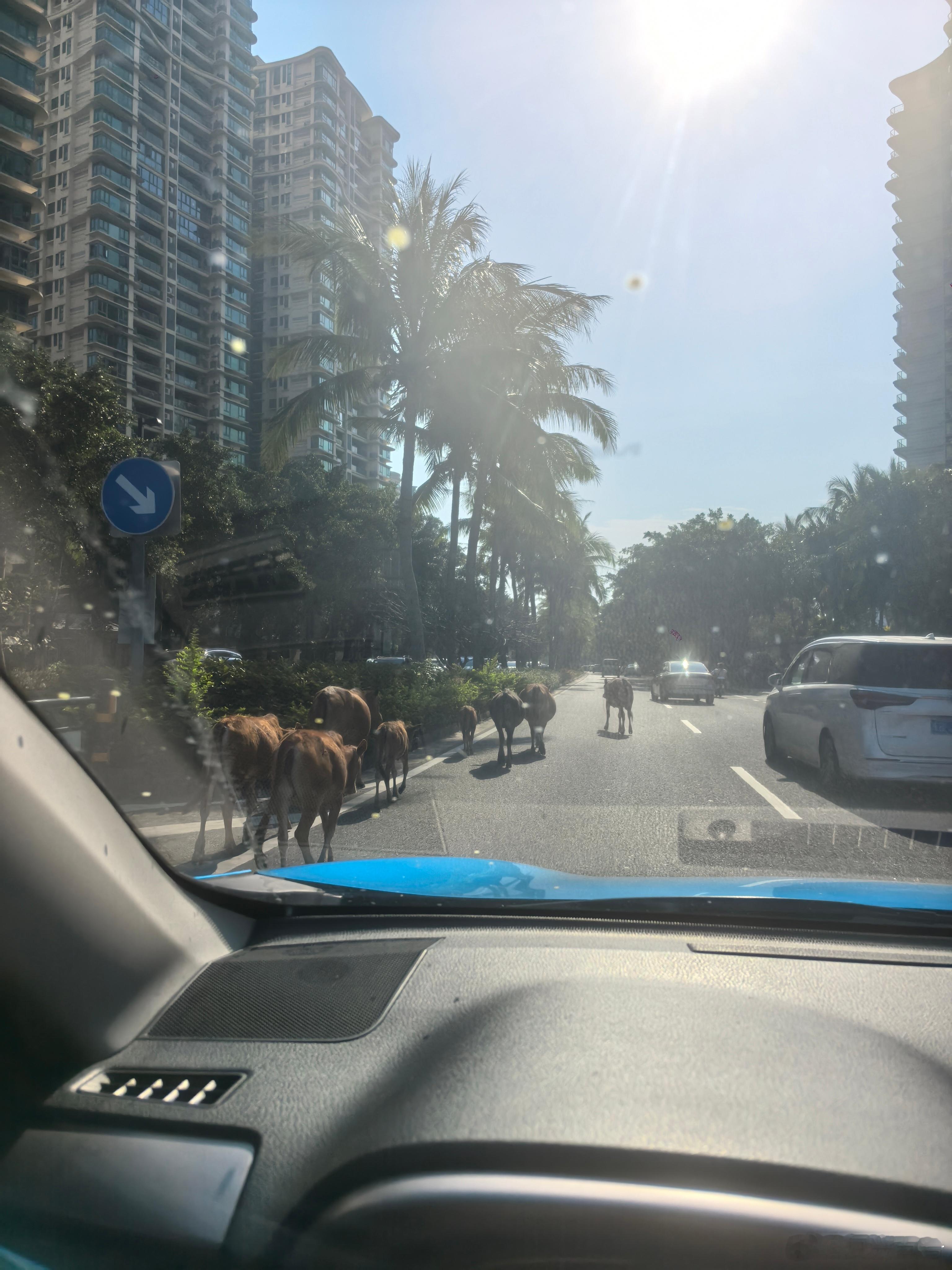 什么叫丛林法则，就是什么都可以走，想怎么走就怎么走