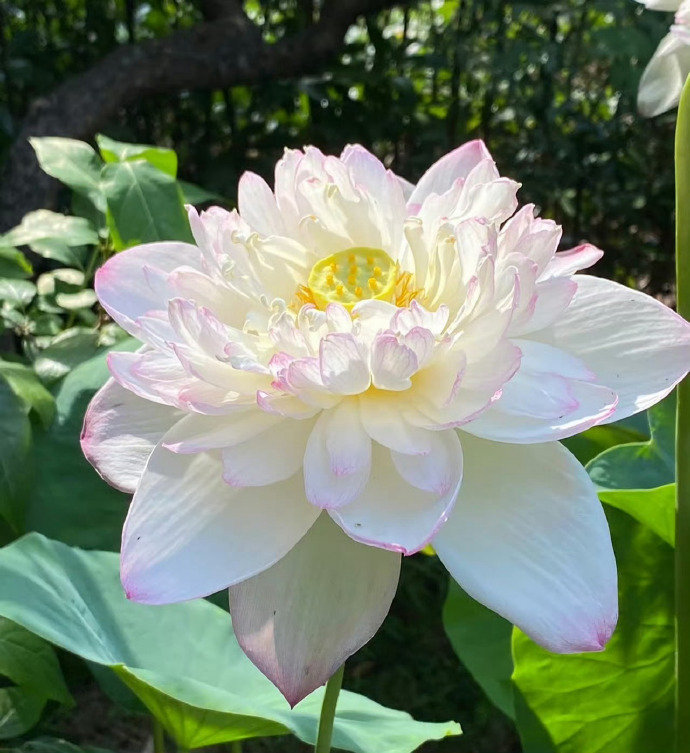 “ 一念心清净，处处莲花开 ... ”  