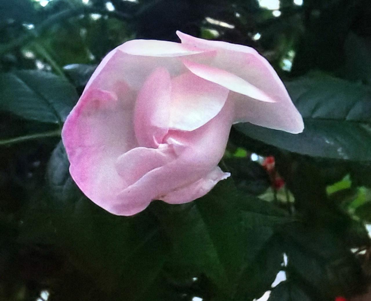 蜡一样的月季。