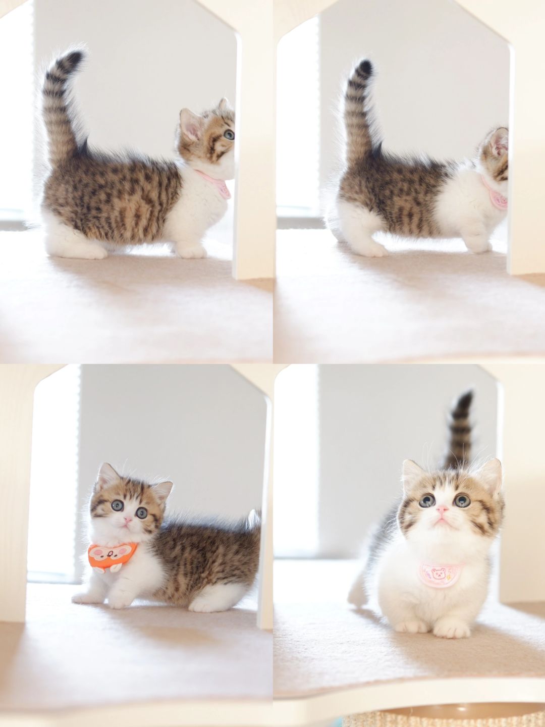 有一根接收可爱的小天线 金虎斑加白矮脚猫