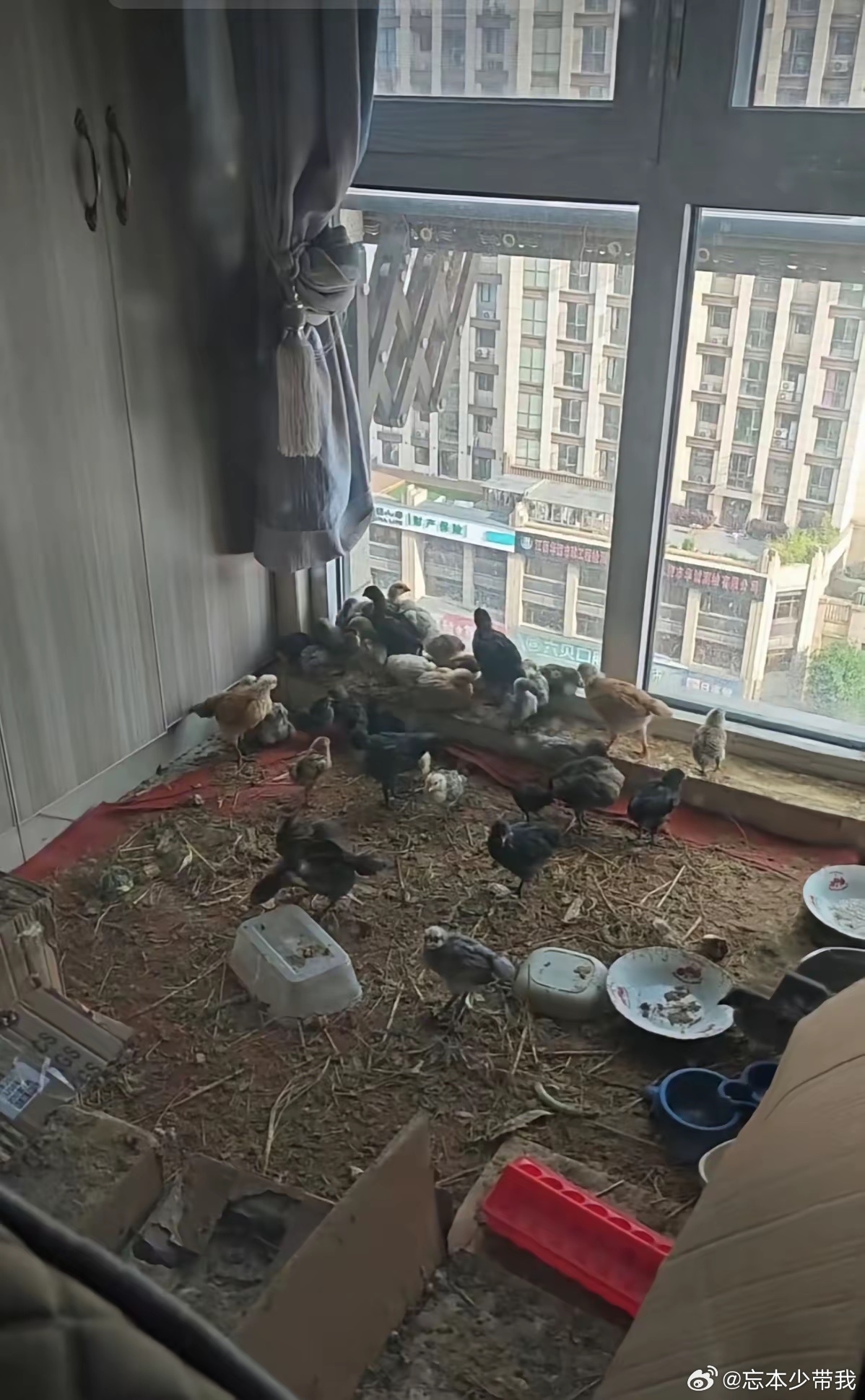 你是能吃上安全的鸡肉和鸡蛋了，你考虑过邻居的感受吗？ 