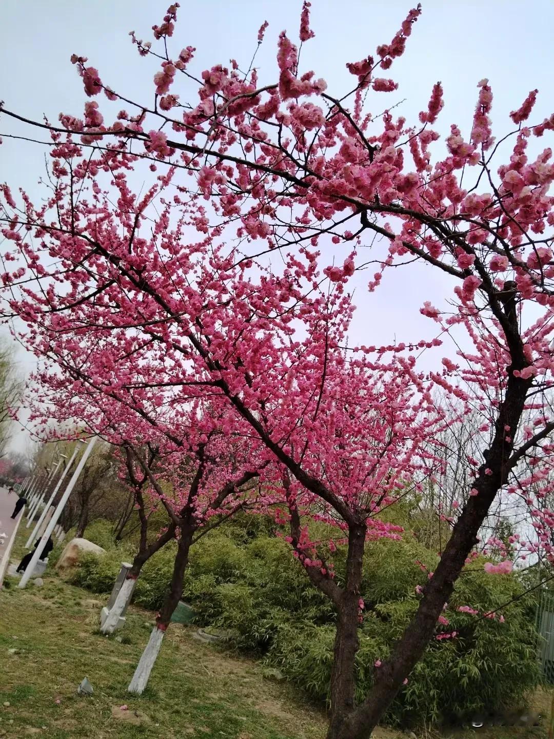 分享一张相册里随手拍的天空春天是樱花，桃花，杏花🌸与天空的约会[捂脸]