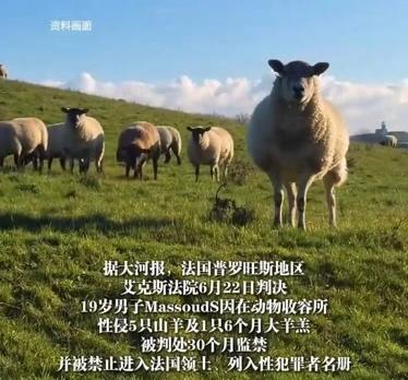 19岁小伙在法国犯了强奸罪！把羊“欺负”死了？判30个月还要扫地出门！这事儿真不