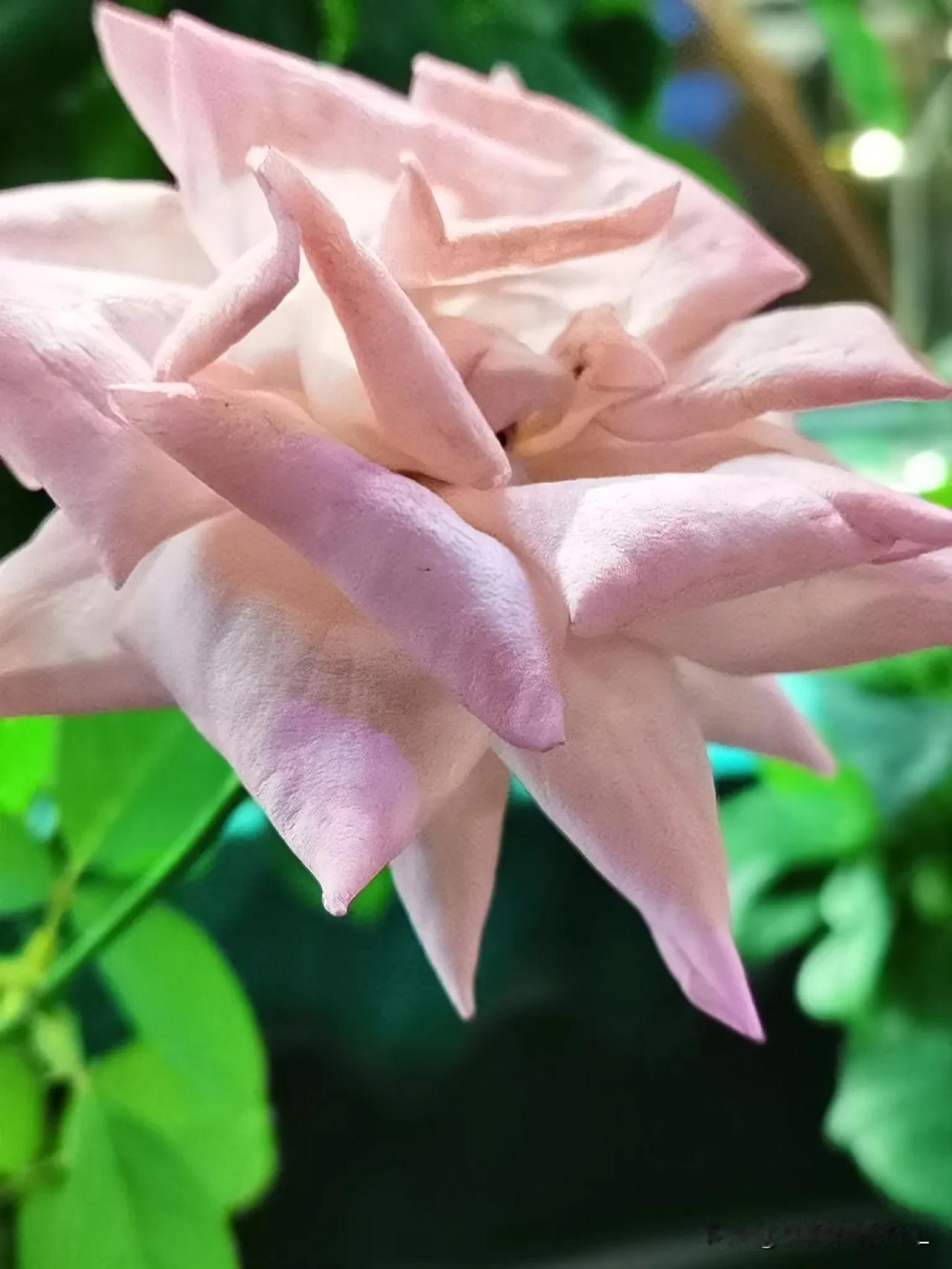 一一粉色玫瑰

一一浪漫如诗

一一【原创摄影】

#秋日生活打卡季# 
#秋日