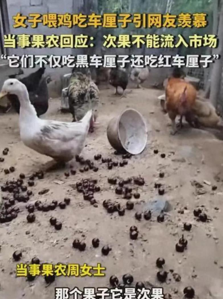 女子用车厘子喂家禽走红，是创新还是冒险？

女子喂鸡吃车厘子引网友羡慕四川雅安的