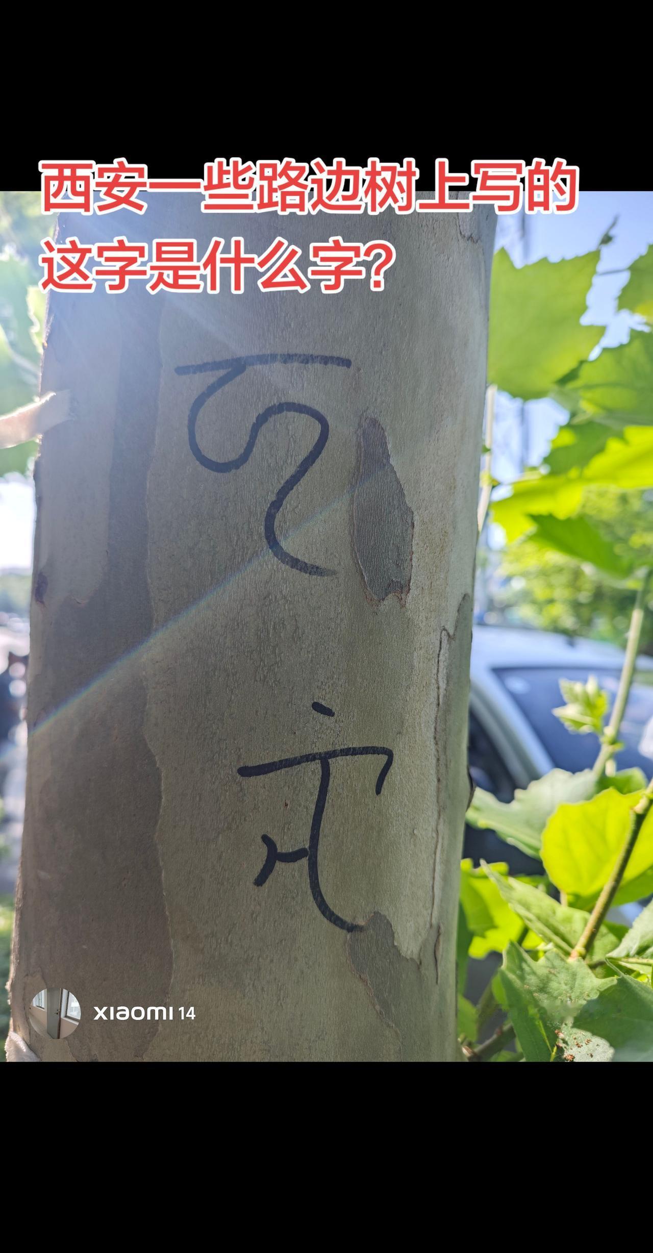 有没有认识这是什么字？有什么寓意？有没有人认识，这字表示什么意思？为什么要写在树