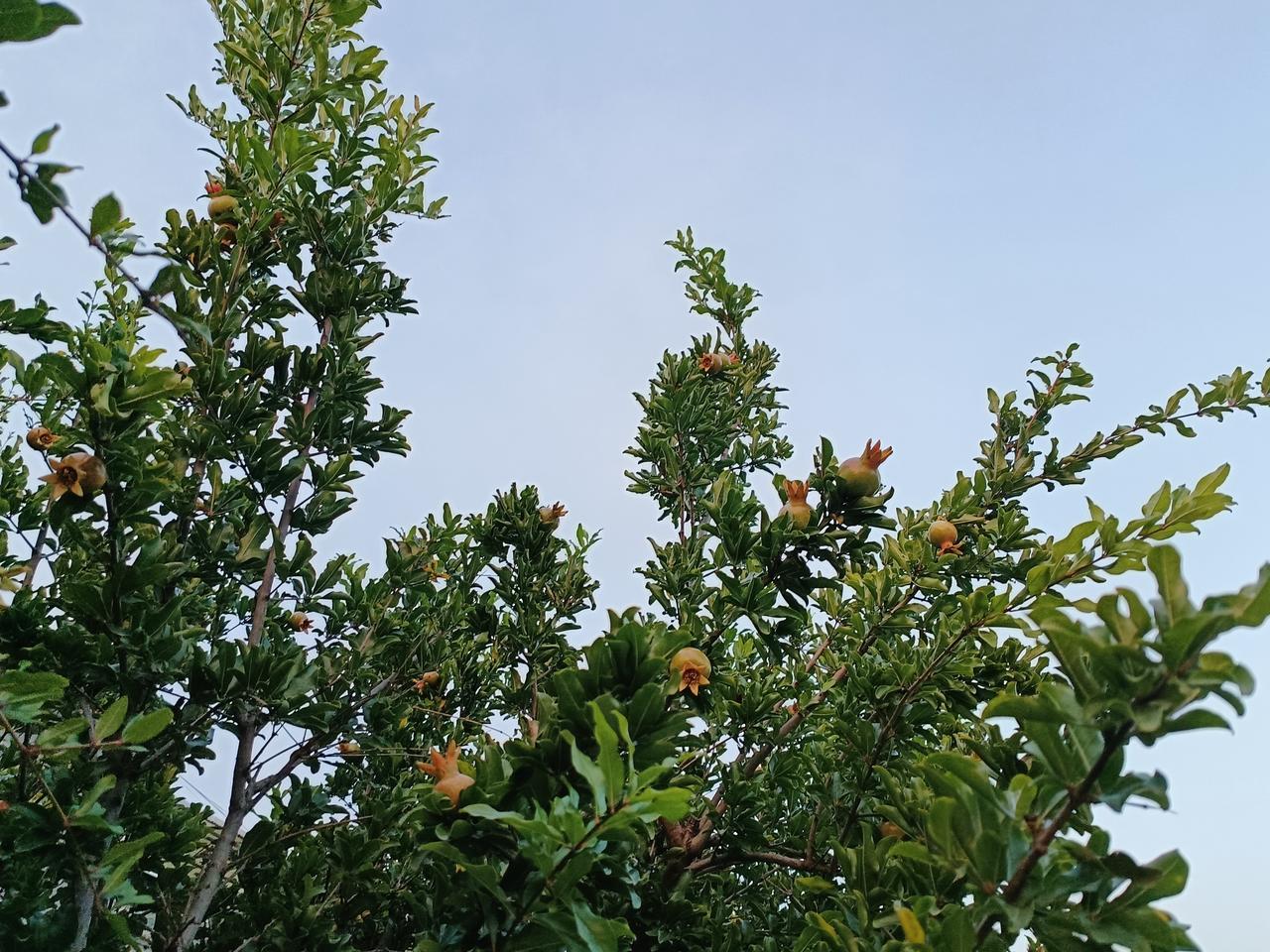 沿河缓步徐行，清风拂面，盛夏的气息扑面而来。河畔石榴缀满枝头，沉甸甸的果子，满是