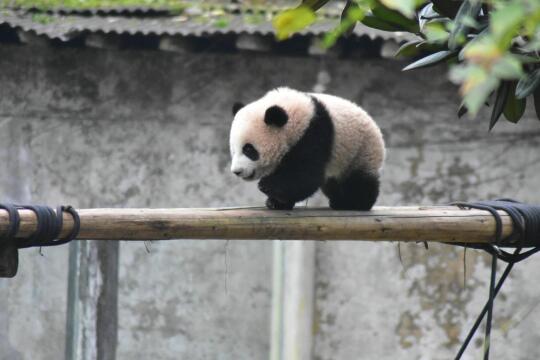 小鼻嘎时期的莽小五