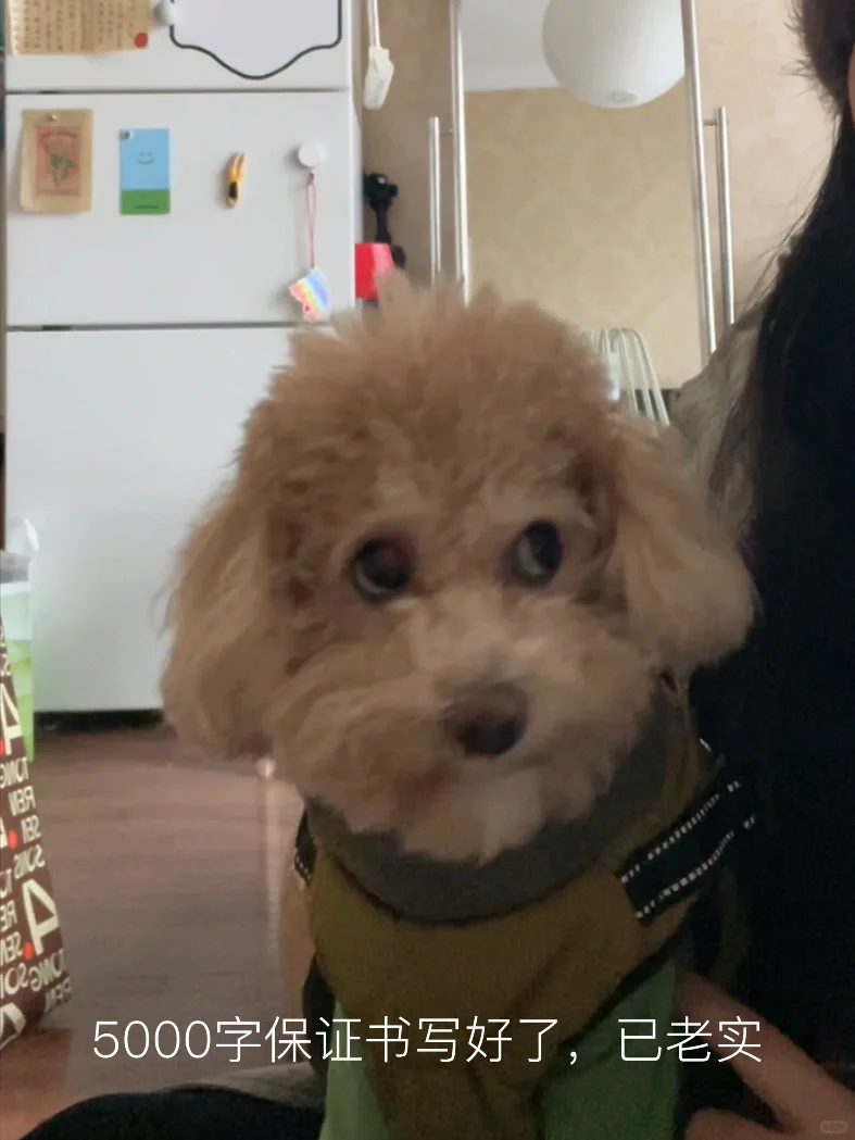 小狗在网络上也还是要注意自己的言行⚠️