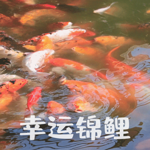 礼赞，锦鲤随行，带来好运，吉祥，富贵！ ​​​