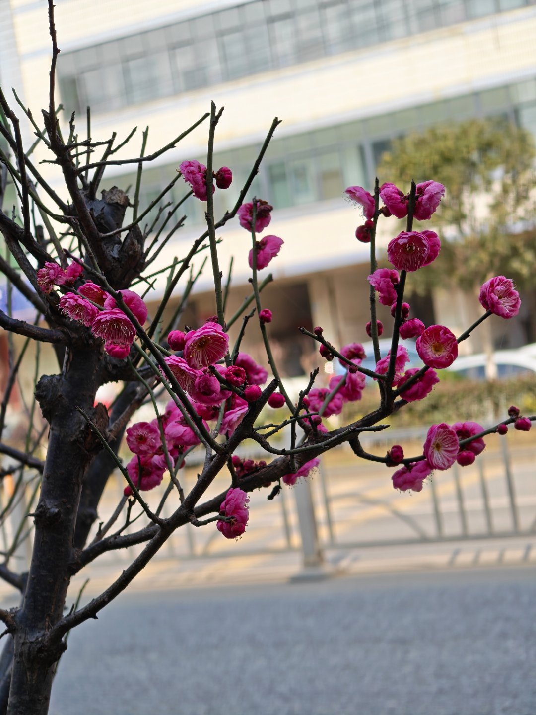 路边的梅花开了每天早起打卡
